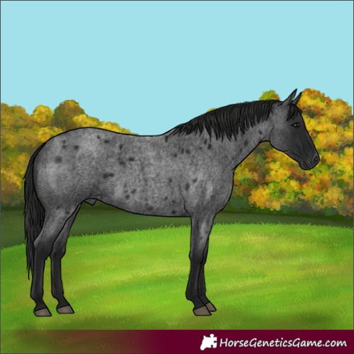 Horse Color:Gray Blue Roan 