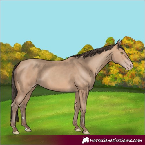 Horse Color:Amber Champagne 
