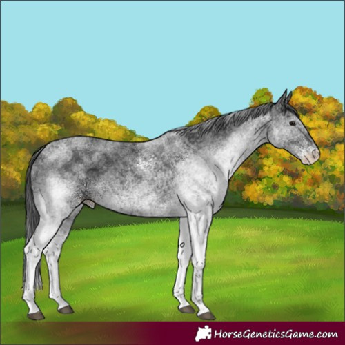 Horse Color:White Spotted Black 