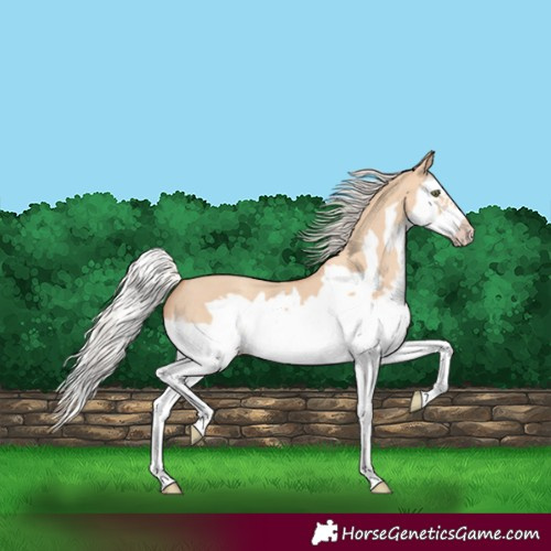 Horse Color:Silver Classic Champagne Dun Splash Frame