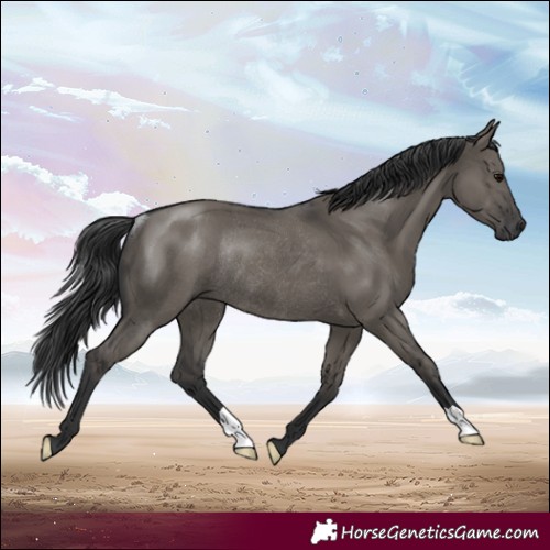 Horse Color:Grullo Rabicano 