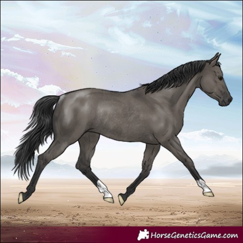 Horse Color:Grullo Rabicano