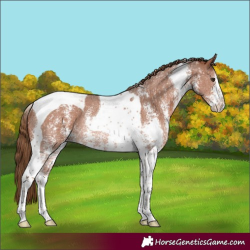 Horse Color:Chestnut Sabino Tobiano Rabicano