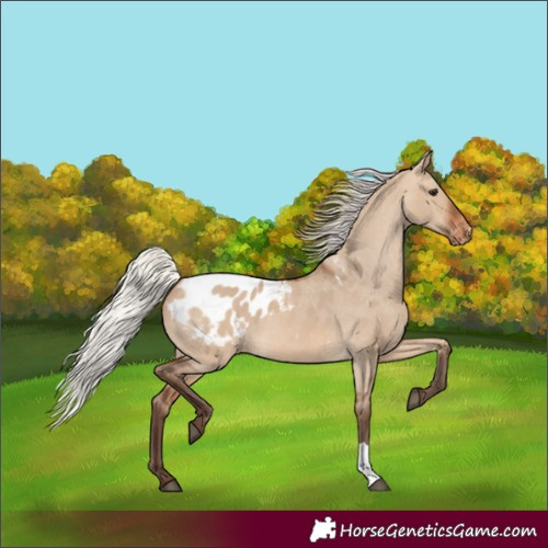 Horse Color:Silver Brown Dun Appaloosa 