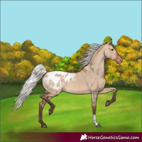 Horse Color:Silver Brown Dun Blanket 