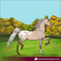 Horse Color:Silver Brown Dun Appaloosa 
