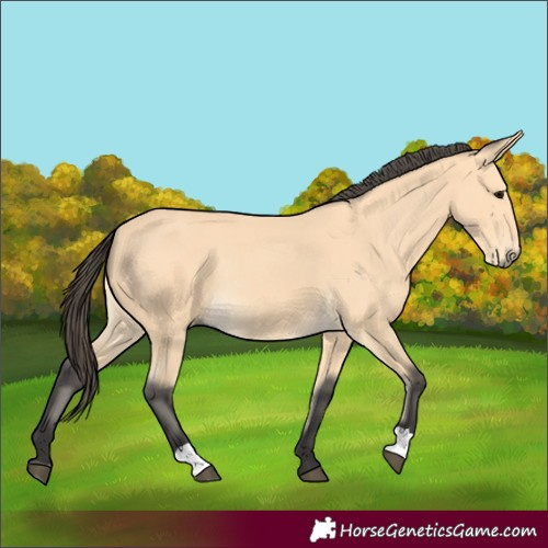 Horse Color:Buckskin Rabicano 
