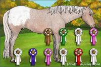 Horse Color:Silver Bay Appaloosa 