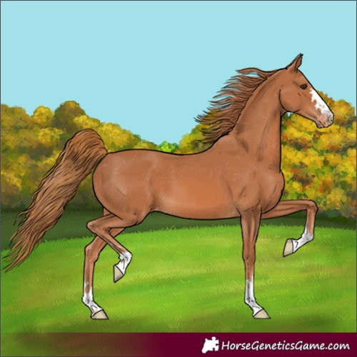Horse Color:Unknown 