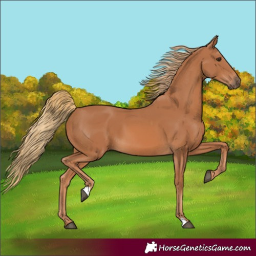 Horse Color:Unknown 