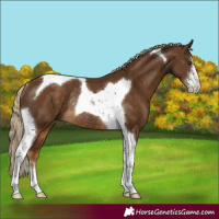 Horse Color:Chocolate Palomino Sabino Tobiano Rabicano 