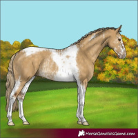 Horse Color:Chocolate Palomino Dun Tobiano Rabicano  and Chocolate Palomino Dun Sabino Tobiano Rabicano 