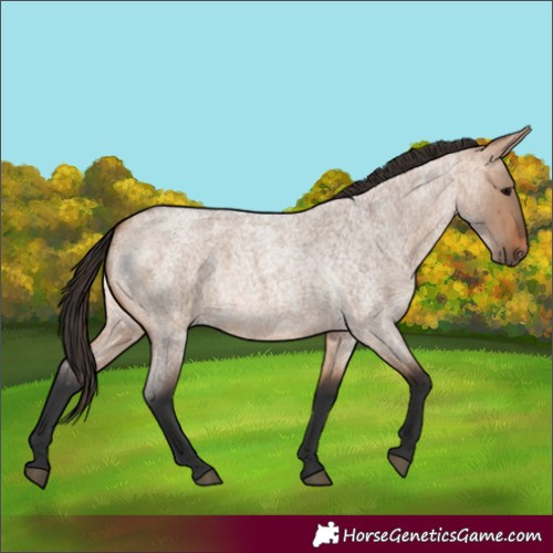 Horse Color:Bay Roan Dun
