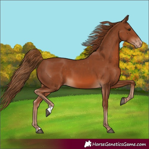 Horse Color:Unknown 