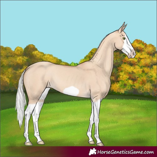 Horse Color:Silver Classic Champagne Dun Splash Frame