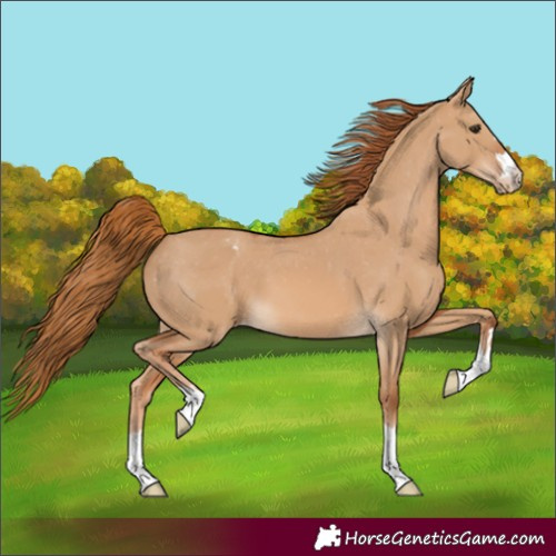Horse Color:Unknown 