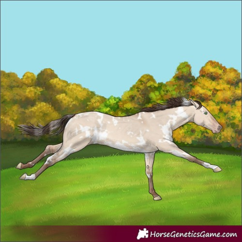 Horse Color:White Spotted Amber Champagne Dun 