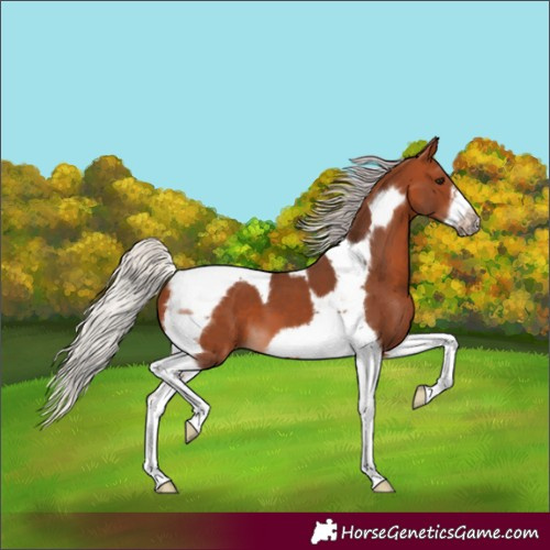 Horse Color:Silver Brown Tobiano Frame 