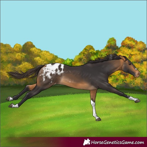 Horse Color:Buckskin Tobiano Appaloosa