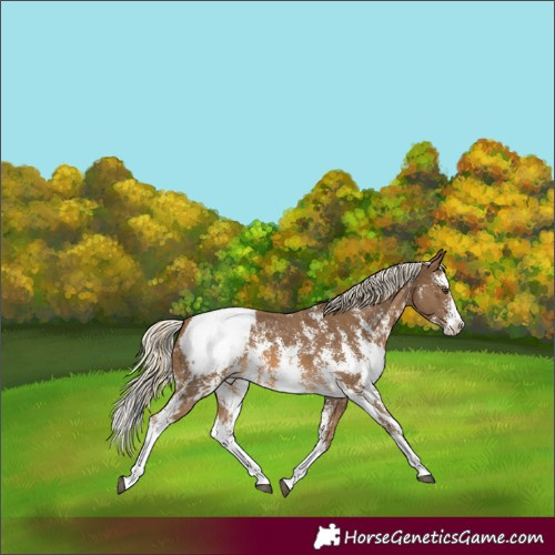 Horse Color:Chocolate Palomino Sabino Splash Snowcap 