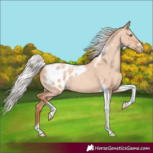 Horse Color:Silver Sable Champagne Dun Tobiano Appaloosa Rabicano 