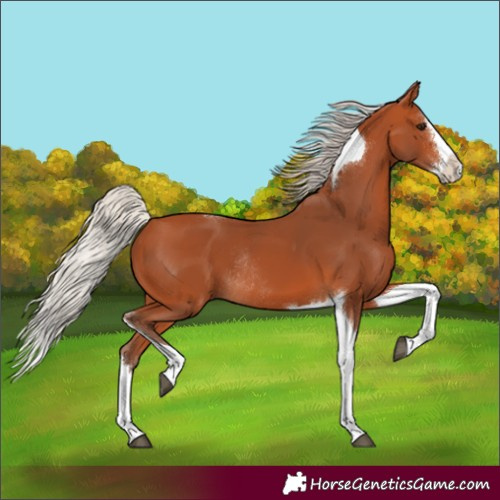 Horse Color:Silver Bay Sabino Splash Tobiano Rabicano 