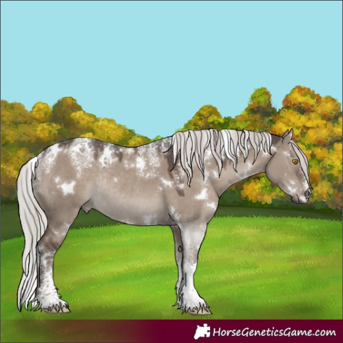 Horse Color:Powder White White Spotted Silver Grullo Rabicano 