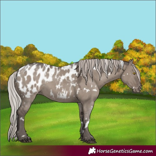 Horse Color:Powder White White Spotted Silver Grullo Appaloosa 