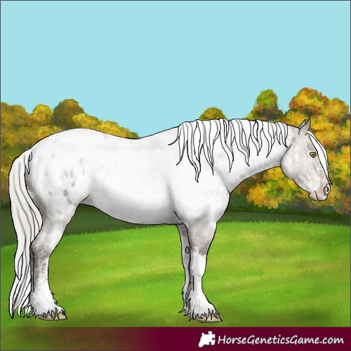 Horse Color:Powder White White Spotted Silver Brown Dun Appaloosa Rabicano 