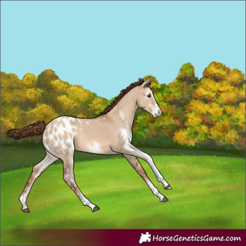 Horse Color:Red Dun Sabino Blanket Rabicano