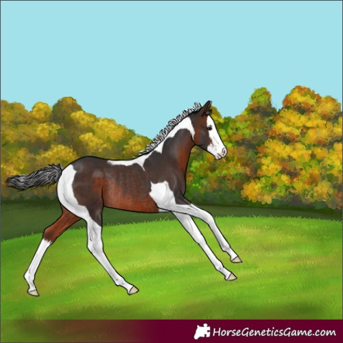 Horse Color:Brown Splash Tobiano Rabicano