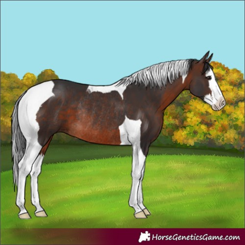 Horse Color:Brown Splash Tobiano Rabicano