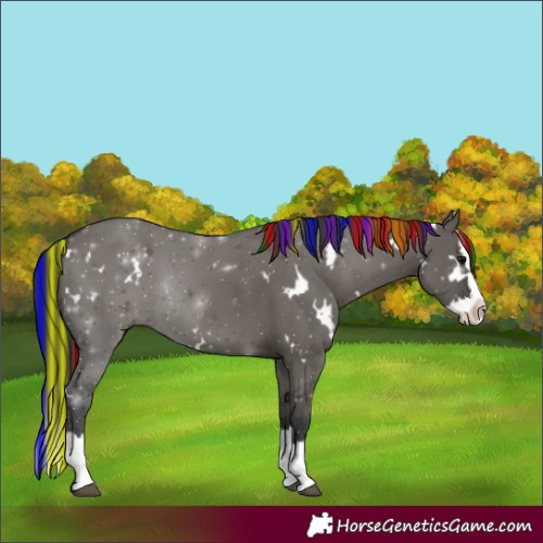 Horse Color:Painted White Spotted Grullo Splash Rabicano