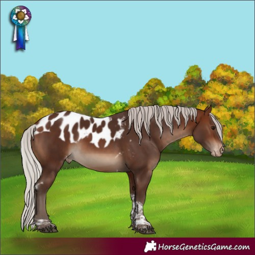 Horse Color:Silver Brown Tobiano Skewed Appaloosa 
