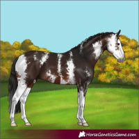 Horse Color:Gray Bay Sabino Splash 