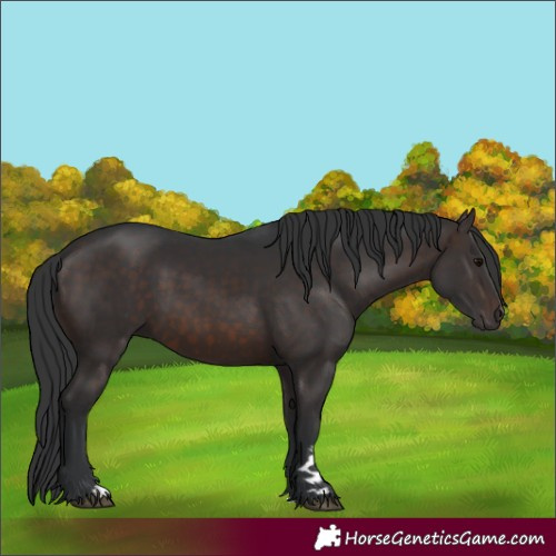 Horse Color:Brown 