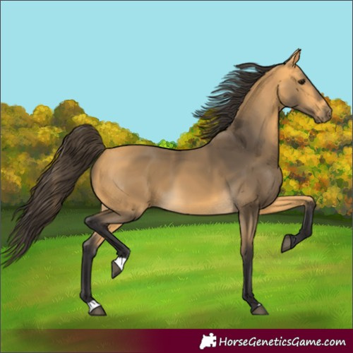 Horse Color:Unknown 