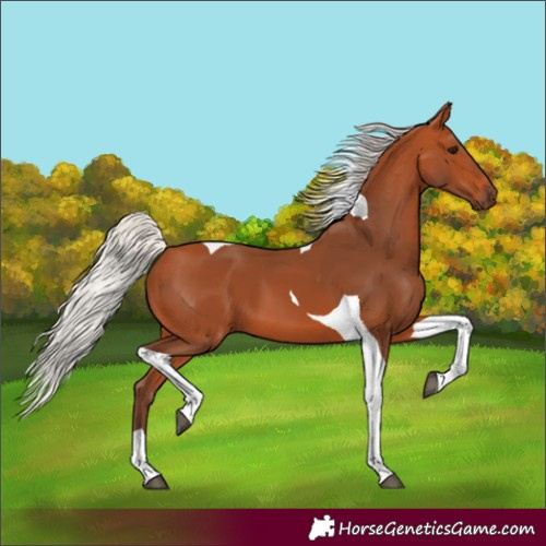 Horse Color:Unknown 