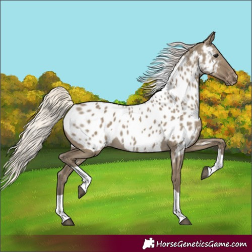 Horse Color:Unknown 