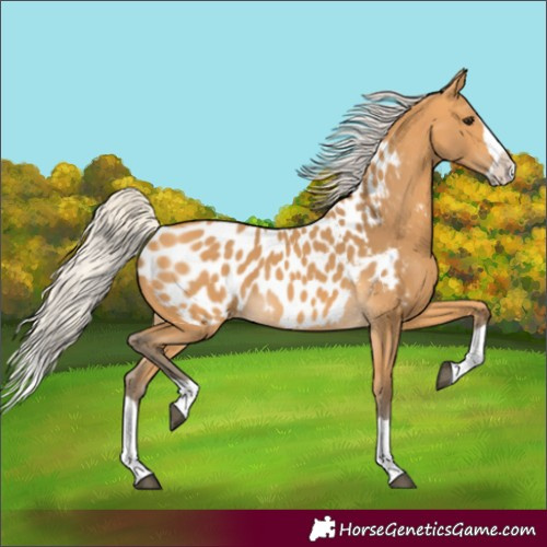 Horse Color:Unknown 