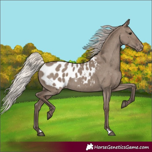 Horse Color:Silver Grullo Appaloosa