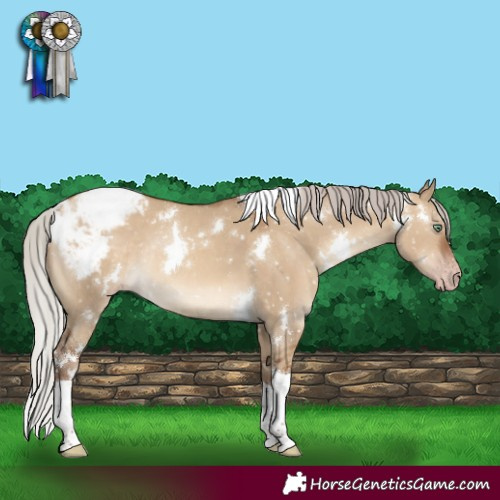 Horse Color:Gray White Spotted Silver Sable Champagne Dun Tobiano Appaloosa Rabicano 