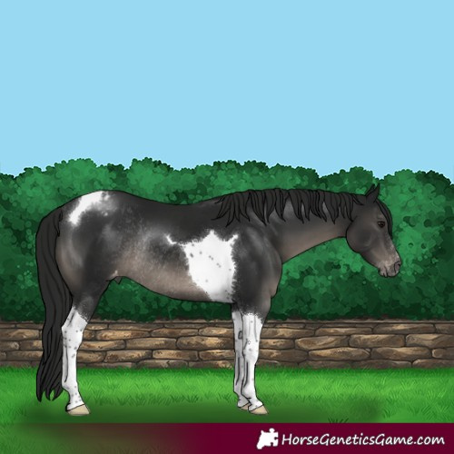 Horse Color:Gray Black Sabino Tobiano Appaloosa Rabicano 