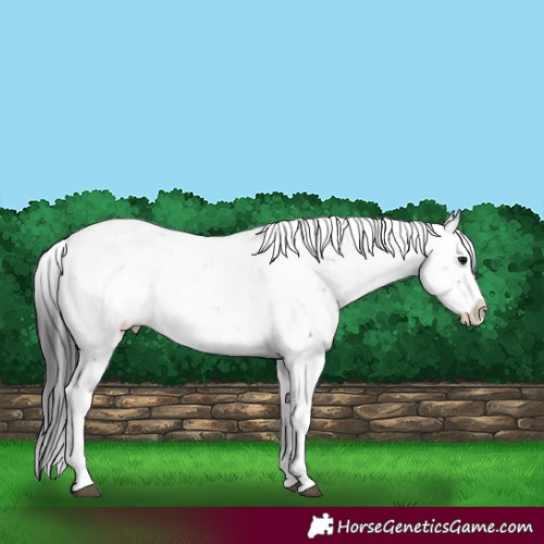 Horse Color:Smoky Black Sabino Rabicano 
