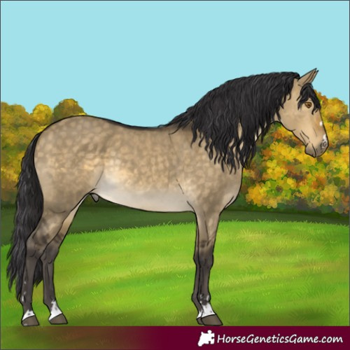 Horse Color:Buckskin Dun Rabicano 