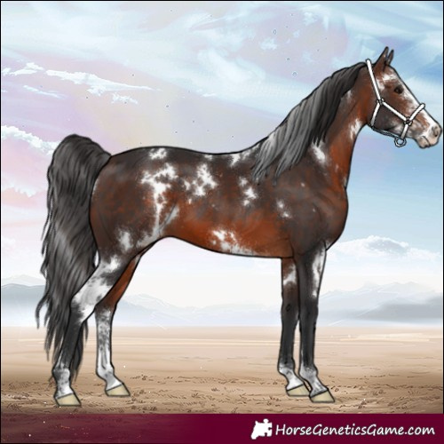 Horse Color:White Spotted Brown Sabino 