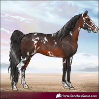 Horse Color:White Spotted Brown Sabino