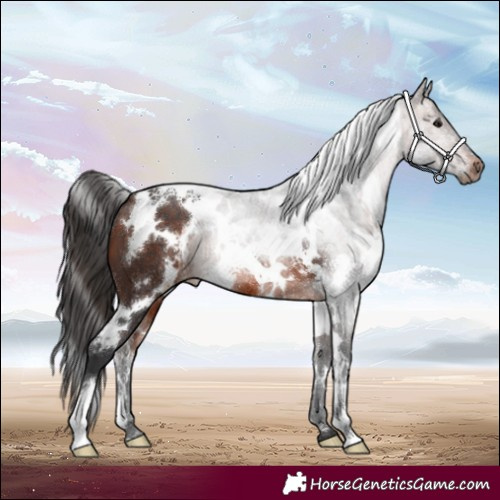 Horse Color:White Spotted Brown