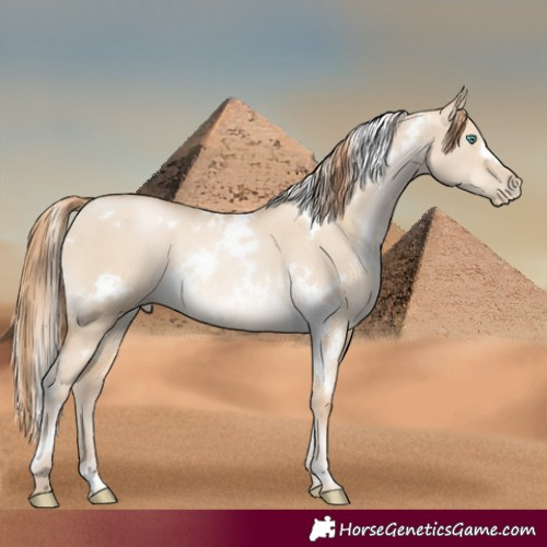 Horse Color:White Spotted Smoky Grullo Pearl Rabicano
