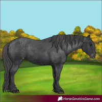 Horse Color:Black Appaloosa Rabicano 